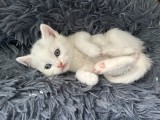 Pui british shorthsir, Royal Canin