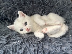 Pui british shorthsir