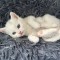 Pui british shorthsir