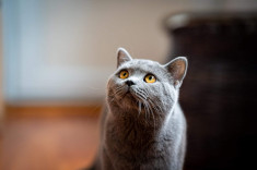 Montan british shorthair monta foto