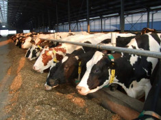 ferme de vaci in Austria foto