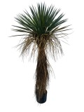 Cumpara ieftin Planta Yucca artificiala in ghiveci 60x60x120h
