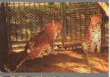 CPI B 12257 CARTE POSTALA - BUCURESTI. GRADINA ZOOLOGICA, LEOPARD (PANTHERA PARD, Necirculata, Fotografie