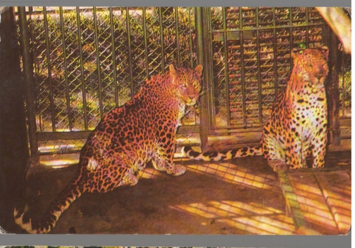 CPI B 12257 CARTE POSTALA - BUCURESTI. GRADINA ZOOLOGICA, LEOPARD (PANTHERA PARD