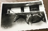 Fotografii Pojorata Suceava