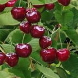 Cumpara ieftin Cires &ndash; soiul Bigarreau Burlat