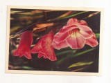 FA110 -Carte Postala- RUSIA - Gladiolus, necirculata 1966