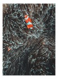 Tablou Canvas, "Clovni ascunși printre tentacule marine", Clovn, Coral, Ocean, Curiozitate, Aventura, Frumusețe, Magie, Sclipire, Viață, Natural., 26