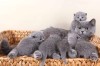 Pui pisica british shorthair