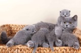 Fetițe și băieței British Shorthair