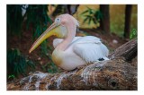Tablou Canvas, "Pelică odihnindu-se pe trunchi", Pelican, Culori, Penaj, Lemn, Relaxare, Natură, Peisaj, Pădure, Serenitate, Armonie, 39 x 26 cm, CMCL