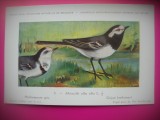 HOPCT 6301 MOTACILLA ALBA ALBA -PASARI DE APA -FAUNA EUROPA-CP CHROMO LITHO -MUZEUL REGAL STIINTE NATURALE BELGIA-NECIRCULATA, Printata