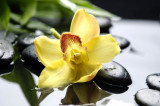 Cumpara ieftin Fototapet autocolant Orhidee galbena, 300 x 250 cm