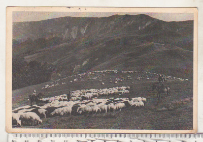 bnk cp Bucegi - Pasunat alpin - circulata foto