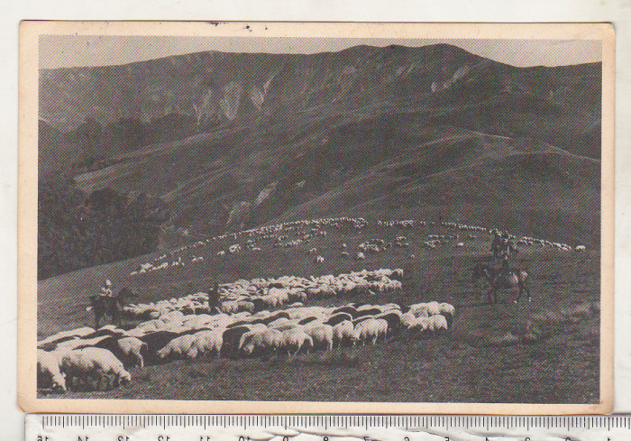 bnk cp Bucegi - Pasunat alpin - circulata