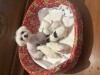 Bichon maltex toy, Pedigree