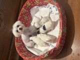 Bichon maltex toy, Pedigree