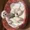 Bichon maltex toy