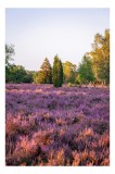 Tablou Canvas, "Poiana din mijlocul lanului de lavandă", Peisaj, Lavandă, Apus, Copaci, Serenitate, Natură, C&acirc;mp, Tranquilitate, Violet, Vegetație, 26