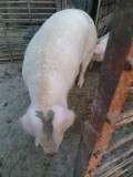 Vand porc 180 kg, ART