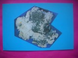 HOPCT 9007 STIBINA DE CUART- MUZEUL STIINTELE NATURII . -CRAIOVA-JUD DOLJ -NECIRCULATA