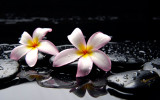 Cumpara ieftin Fototapet autocolant Orhidee alba, 300 x 200 cm