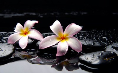 Fototapet de perete autoadeziv si lavabil Orhidee alba, 300 x 250 cm foto