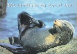 bnk cp Felicitare - Ma tavalesc de dorul tau ! - foca