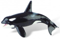 Balena Orca foto