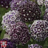 Seminte Garofite Turcesti (Dianthus Barbatus) Mix Culori, 10 seminte, Seminte de Gradina