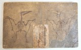 F Krantz &quot;Pterodactylus spectabilis&quot; mulaj de ipsos pentru uz didactic si stiintific cca 1890-1910