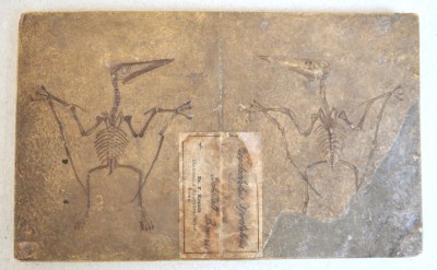 F Krantz &amp;quot;Pterodactylus spectabilis&amp;quot; mulaj de ipsos pentru uz didactic si stiintific cca 1890-1910 foto
