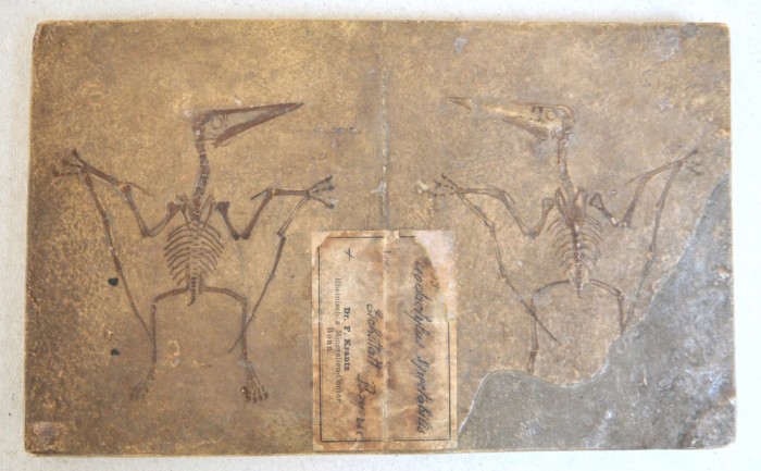 F Krantz &quot;Pterodactylus spectabilis&quot; mulaj de ipsos pentru uz didactic si stiintific cca 1890-1910