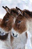 Tablou Canvas, "Priviri contemplative &icirc;n zăpadă albăstruie", Nu știu cine sunt &icirc;n imagine, dar văd doi magari., 26 x 39 cm, CMCLASS