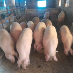 V&acirc;nd porci rasa de carne pentru sacrificat