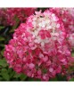 Hortensia Paniculata Diamant Rouge Rendia PBR, C2, Ghiveci 2L, Flori Rosu Intens, Arbust Ornamental, Gradina