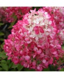 Planta Hydrangea panic. DIAMANT ROUGE Rendia PBR C2, ghiveci 2l, Oem