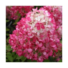 Planta Hydrangea panic. DIAMANT ROUGE Rendia PBR C2, ghiveci 2l