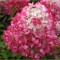 Planta Hydrangea panic. DIAMANT ROUGE Rendia PBR C2, ghiveci 2l