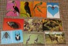 Lot 10 carti postale fauna pasari insecte zoo