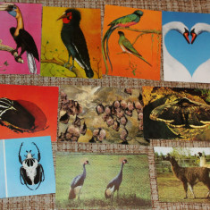 lot 10 carti postale fauna pasari insecte zoo