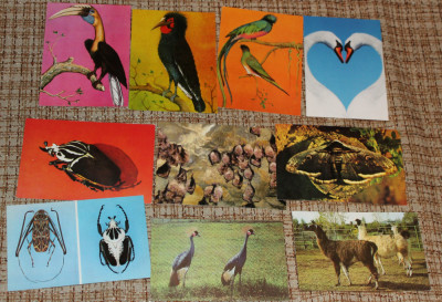 lot 10 carti postale fauna pasari insecte zoo foto