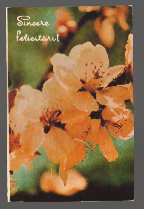 CPIB 20269 FELICITARE - FLORI