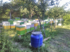 Vand familii de albine pe 10 rame 3/4 foto