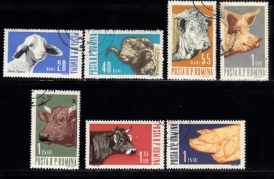 A11 TW 5 - 1962 - Animale de rasa foto