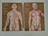 M Prives N Lysenkov Anatomie Umana / Human Anatomy Limba engleza