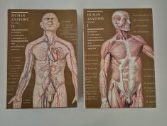 M Prives N Lysenkov Anatomie Umana / Human Anatomy Limba engleza