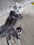 Husky Siberian fetite 300 lei Urgent