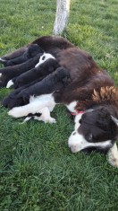 Ciobanesc de Bucovina pui foto