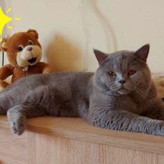 Monta Motan british shorthair